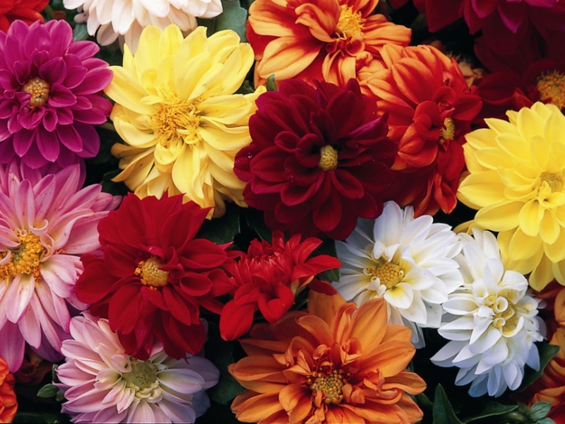 How to grow dahlias Growing annual dahlias