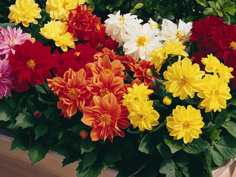 Dahlia flower How dahlias grow