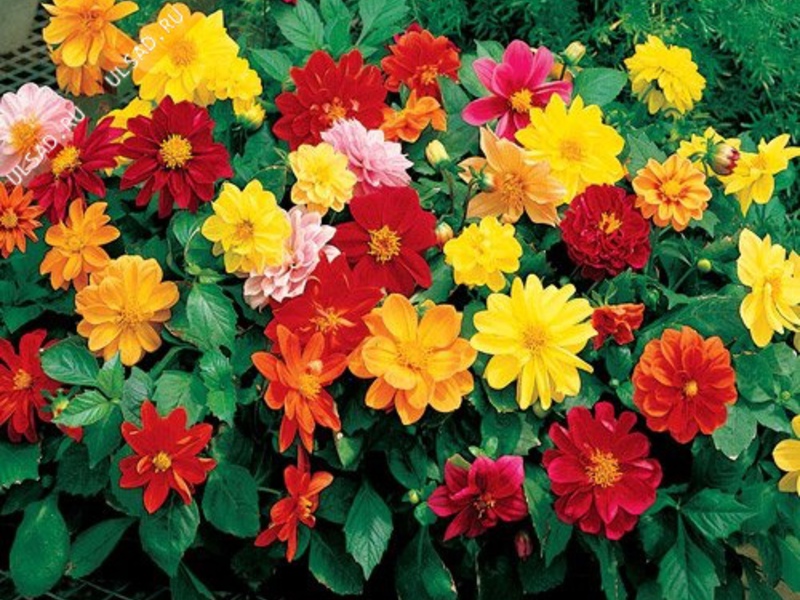 Dahlias are annual varieties Dahlia pests