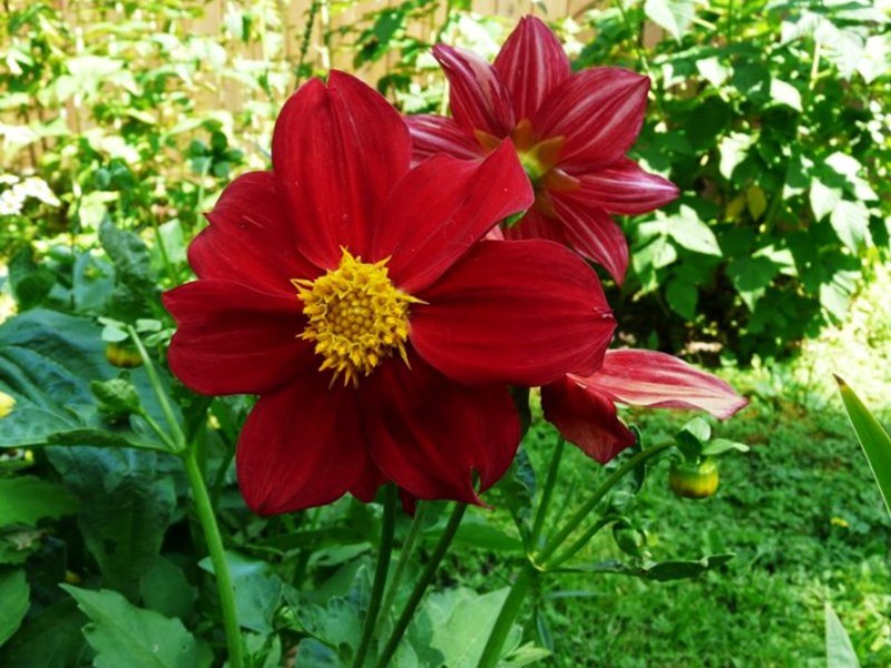 Dahlia planting and care Description of dahlia flowers