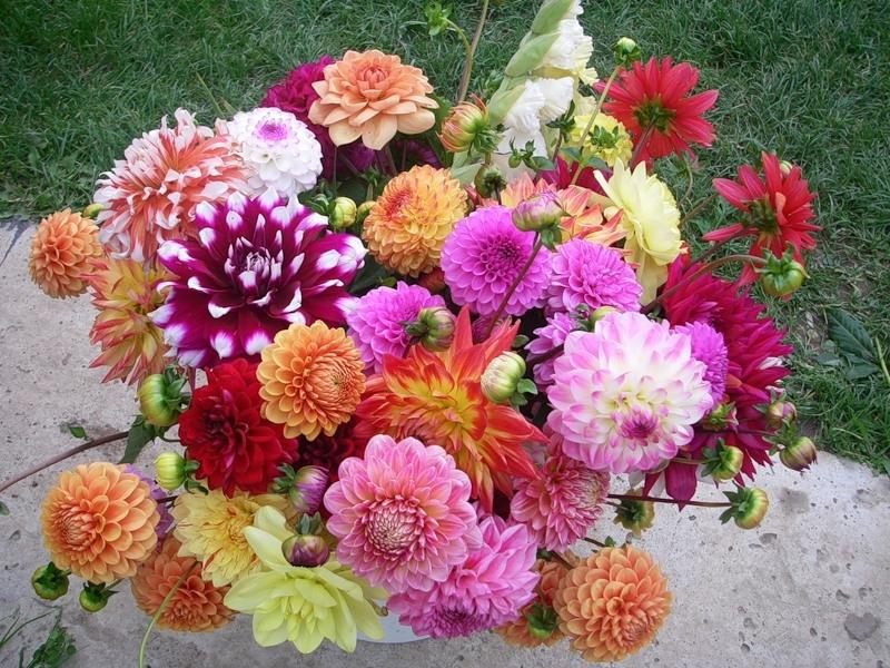 Dahlia care Planting and caring for dahlias