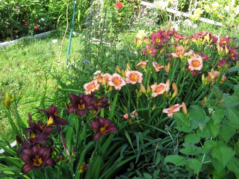 Description of methods for breeding daylily Daylilies in garden design