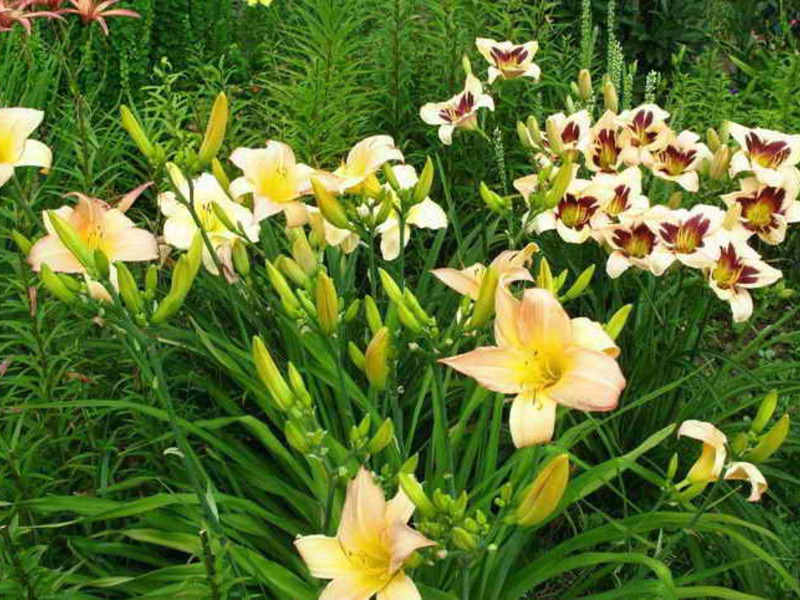 Beautiful flowering of daylilies Flower bed decoration with daylilies
