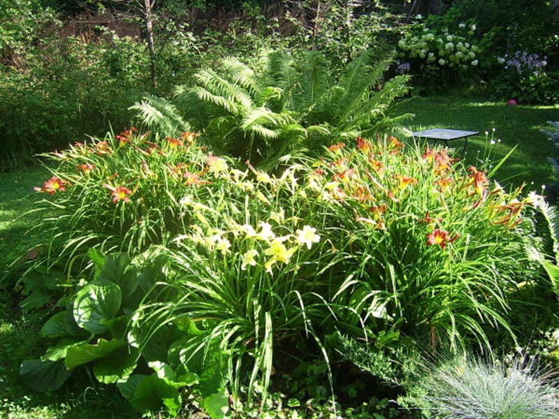 How daylilies combine with other flowers Daylily pests