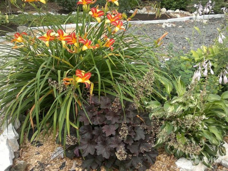 Growing daylilies Description of methods for breeding daylily