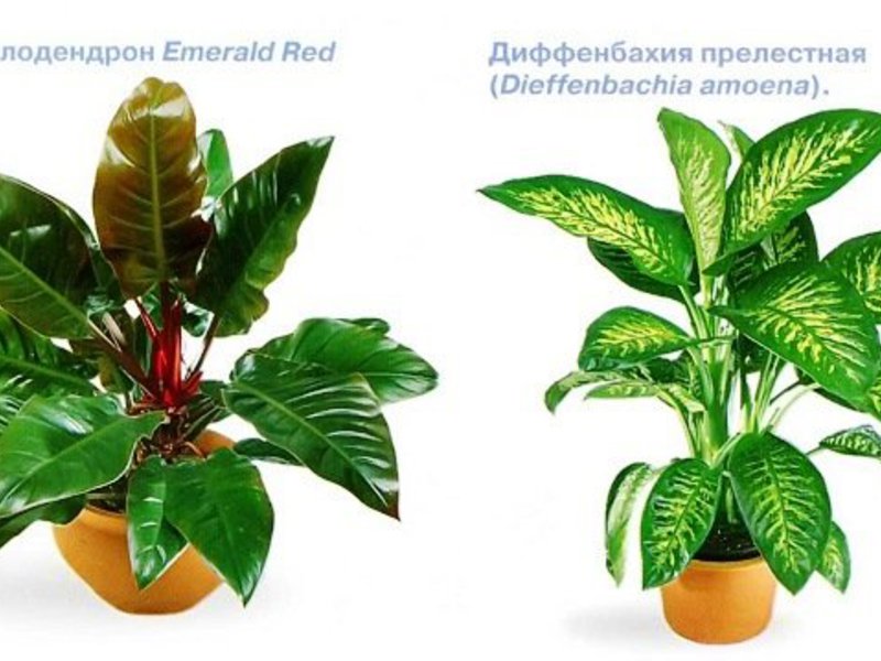 Shade-loving and shade-tolerant indoor plants Shade-loving flowers and other indoor plants
