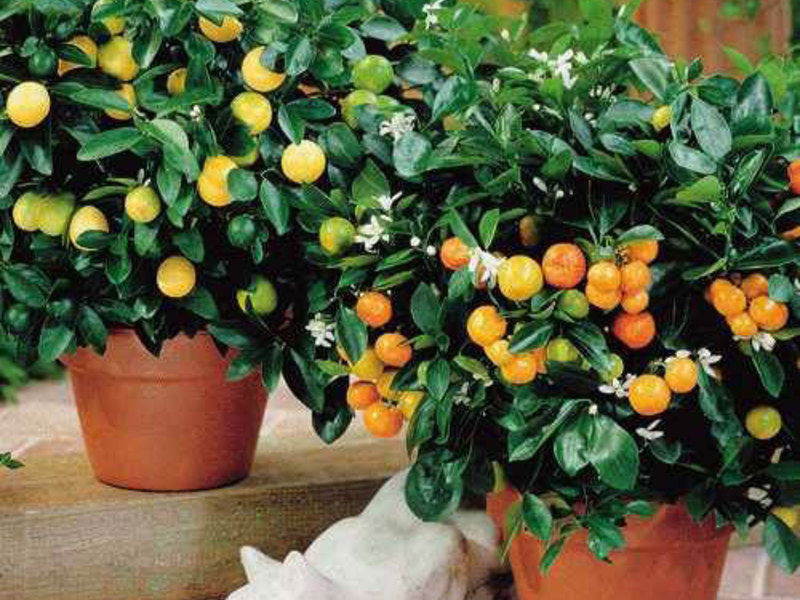 Indoor plants that bear fruit Fruiting indoor plants - this is interesting