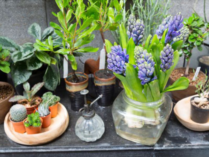 Winter garden in the apartment The winter garden can be arranged not only in the house, but also in a small apartment.