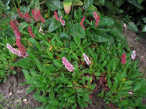 A related highlander is shown in the photo