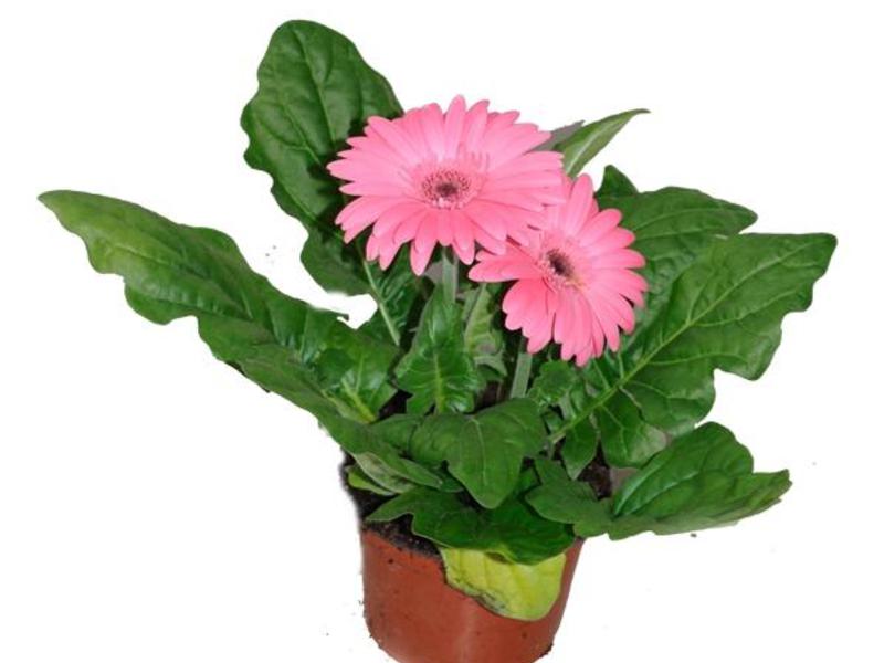 Planting gerbera seeds