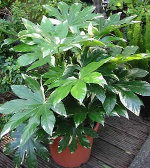 Fatsia Japanese is transplanted every year