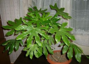 Japanese fatsia transplant