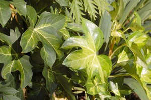 Japanese Fatsia Care