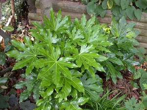 Features of care for Fatsia