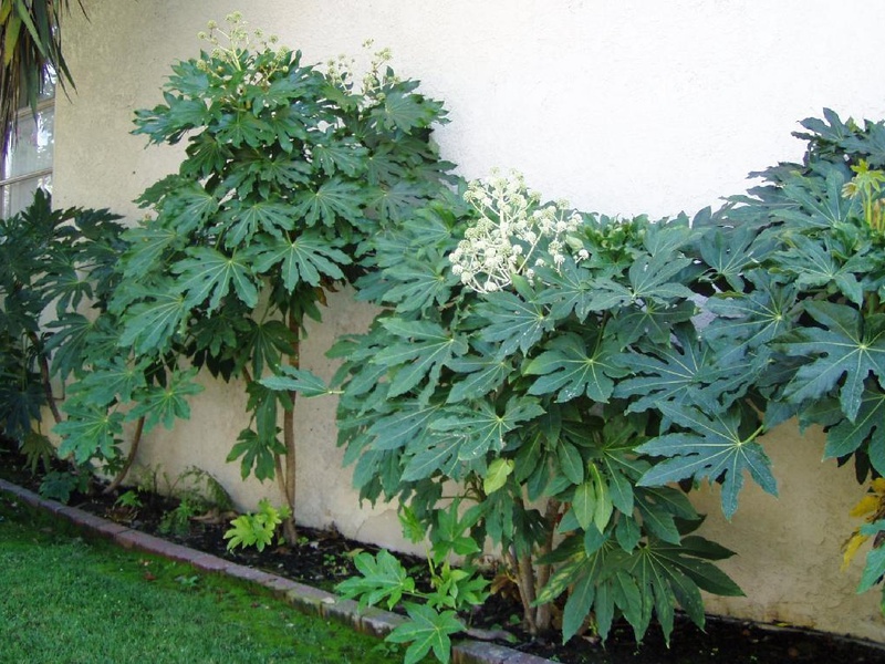 Japanese fatsia in the house