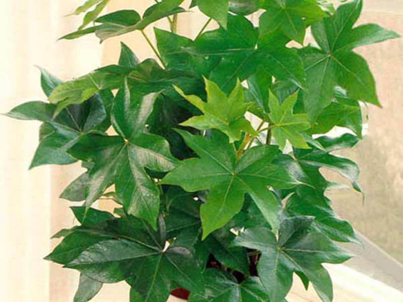 Features of care for Fatsia