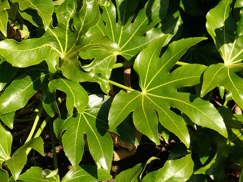 How to properly trim fatsia