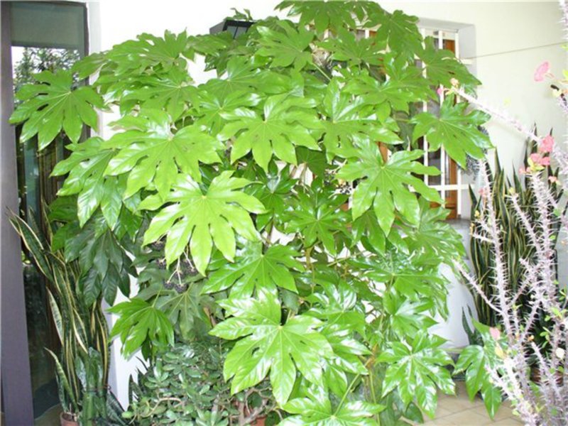 Fatsia care rules