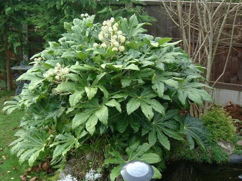 How to identify a plant variety