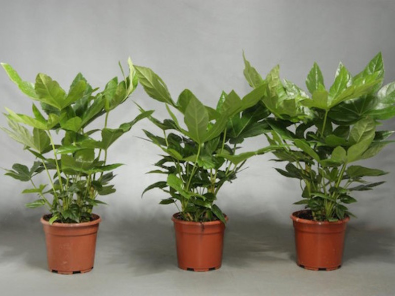 What are the types of fatsia