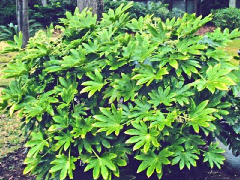 How to grow Japanese fatsia