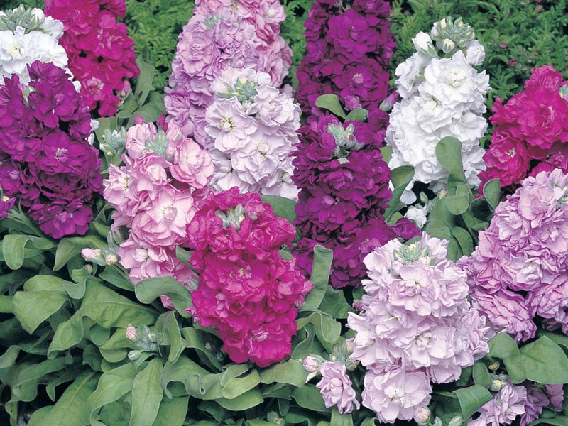 What does a levkoy flower look like Levkoy flowers