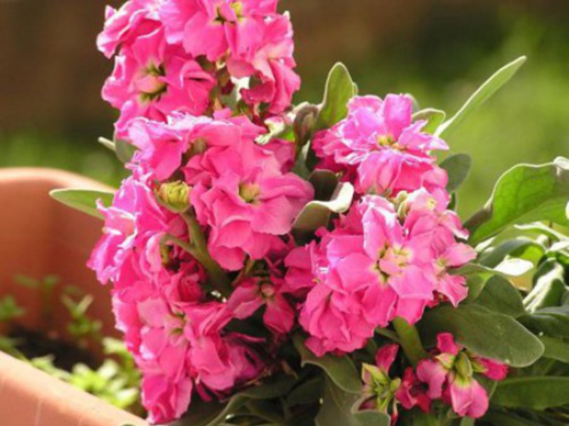 Planting and caring for levkoy Growing levka from seeds