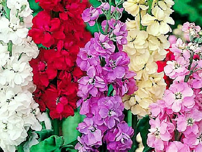 How does a levkoy flower grow How Levkoy blooms