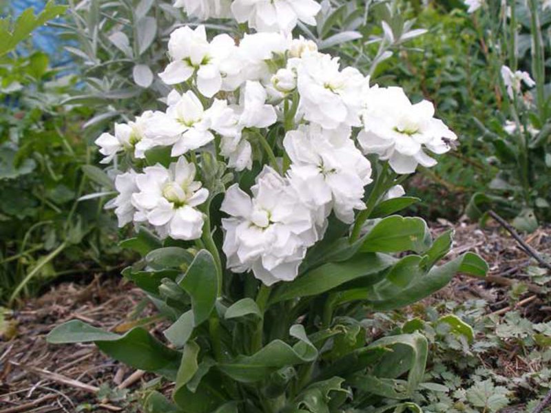 Levkoy Makhrovy What are the varieties of levkoy