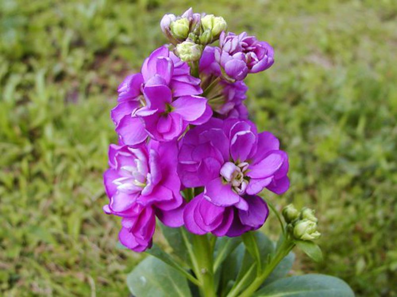 Description of the levkoy plant Levkoy plant