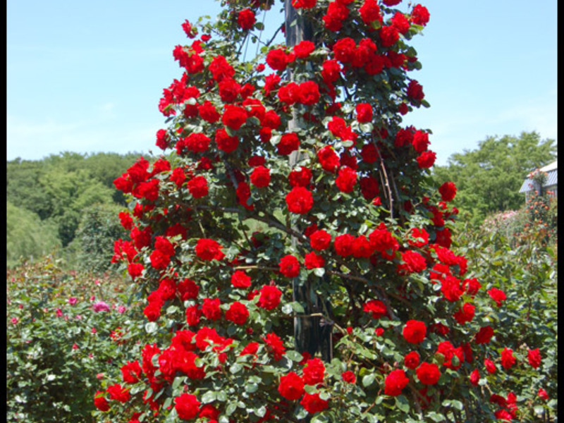 Beautiful red climbing roses How to grow a climbing rose