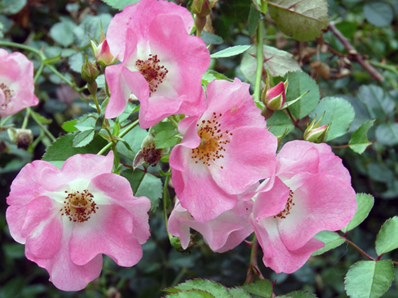 Beautiful climbing roses Using the climbing rose
