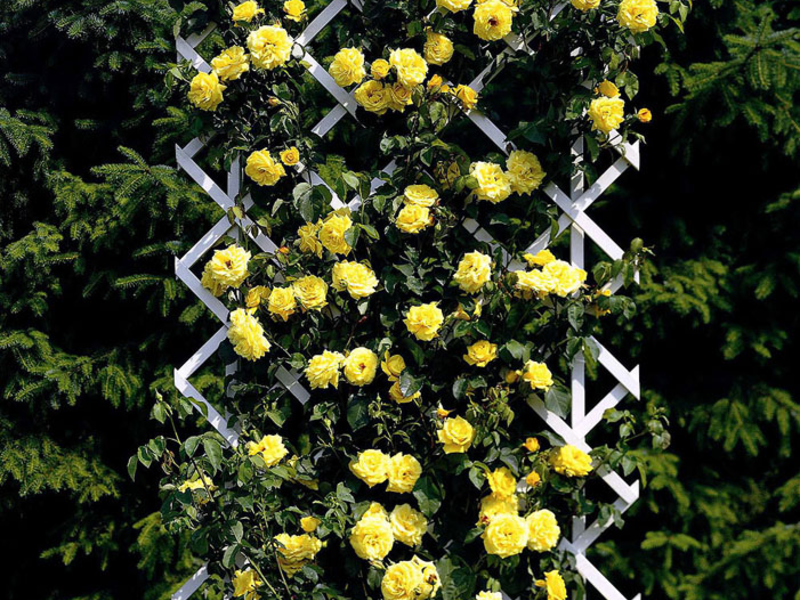 How to grow climbing roses Blooming climbing roses