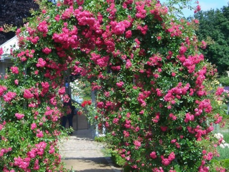 Conditions for growing climbing roses Rules for planting and caring for roses