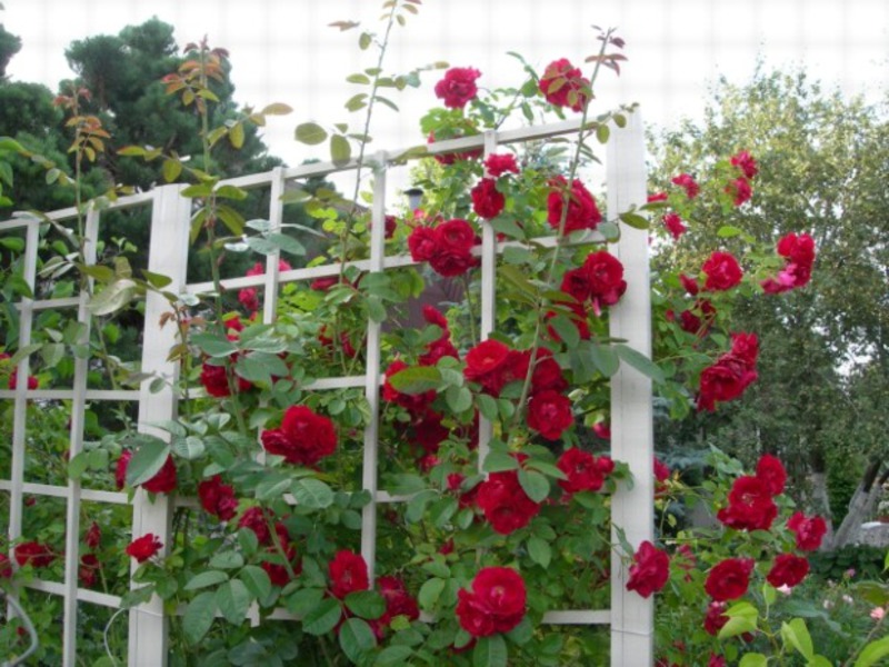 Varieties and types of roses Climbing and curly roses