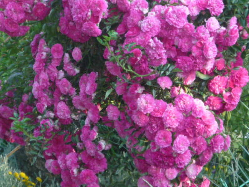 Beautiful climbing roses Climbing roses winter-hardy varieties