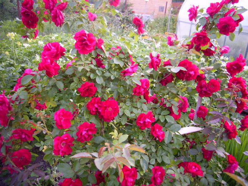 How to care for climbing roses Beautiful climbing roses