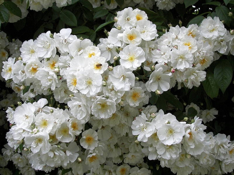 Beautiful climbing roses Curly rose