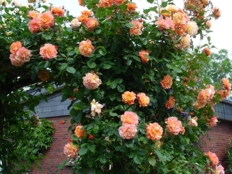 How to plant climbing roses Growing climbing roses