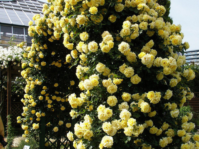 Frost resistant roses Climbing and curly roses