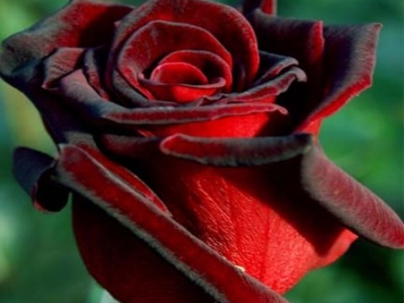 Hybrid tea rose variety How to grow a rose