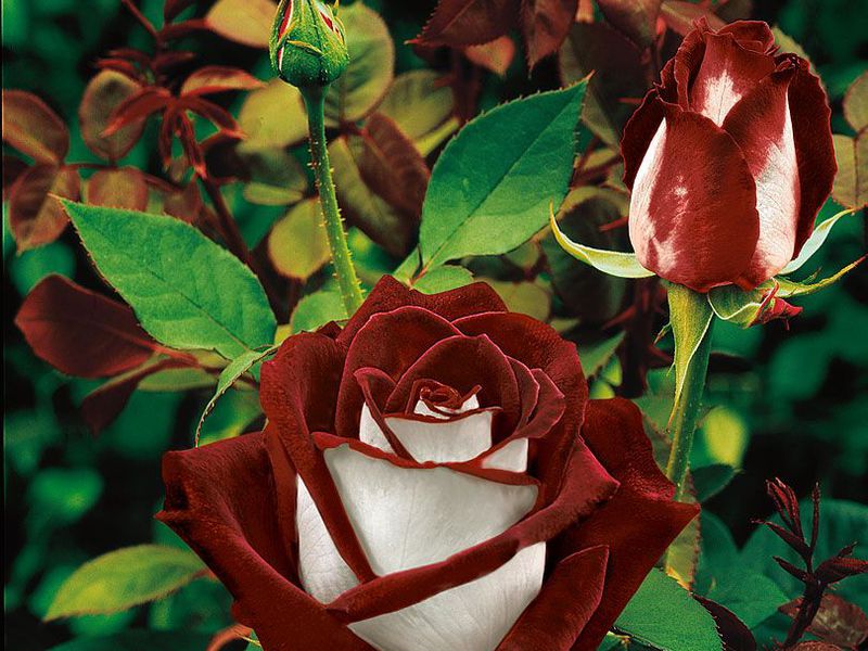 Description and varieties of hybrid tea roses Hybrid tea rose