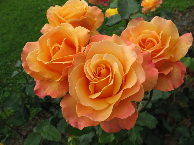 Orange roses The best varieties of roses