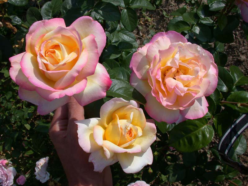 Description of the variety of roses Hybrid tea