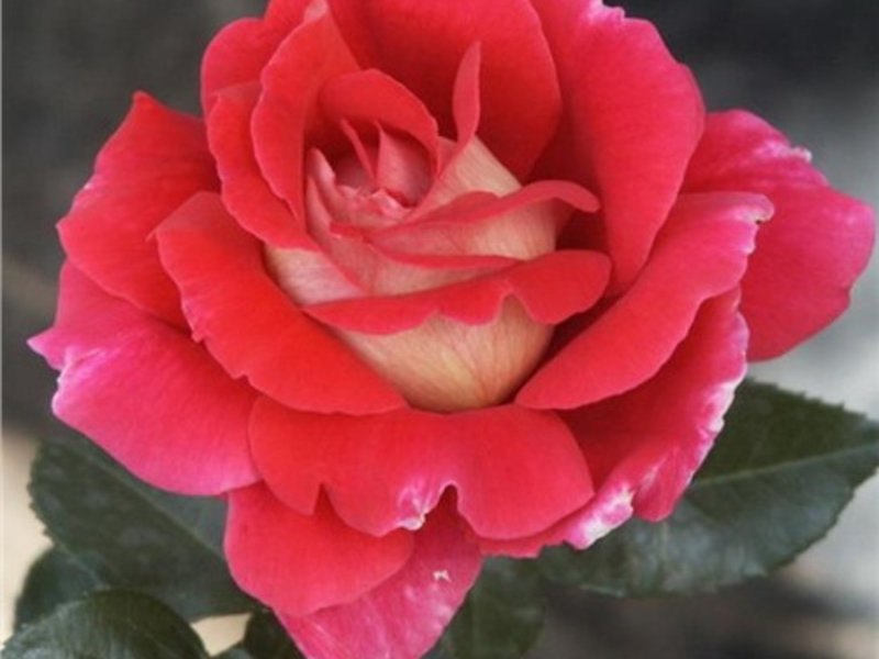How to plant and grow a tea rose Description and varieties of hybrid tea roses