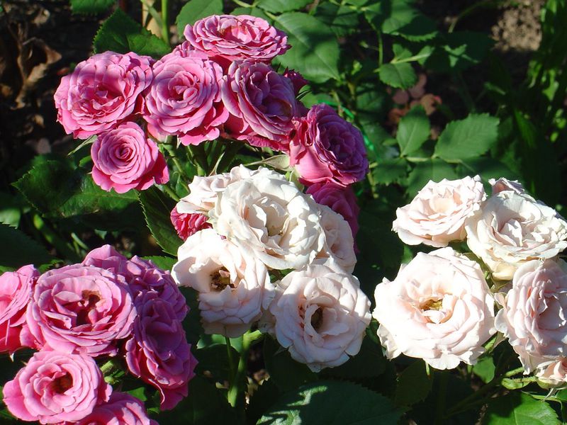 Varieties of varieties of roses Hybrid tea roses