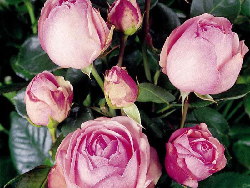 Rose variety How to plant a tea rose