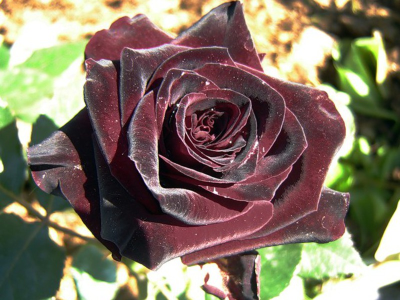 How a tea rose grows Growing tea roses