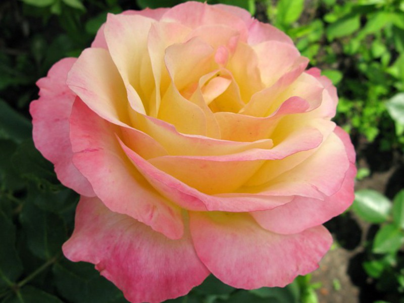 How to grow a hybrid tea rose Rose care
