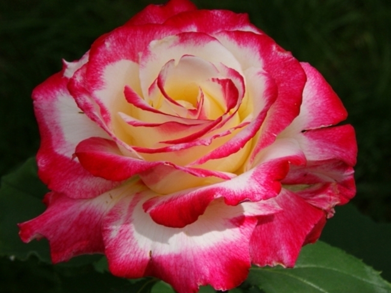 Description and varieties of hybrid tea roses Description and varieties of hybrid tea roses
